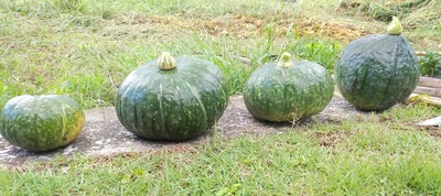 ڂS.jpg